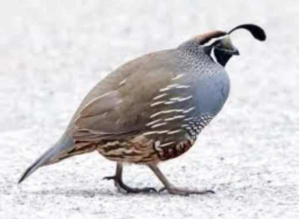 QUAIL screenshot 1