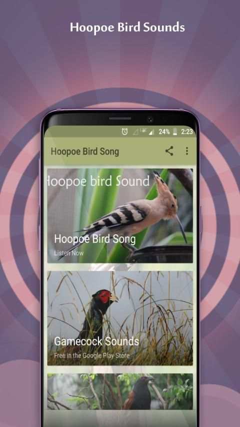 Hoopoe Bird Song स्क्रीनशॉट 1
