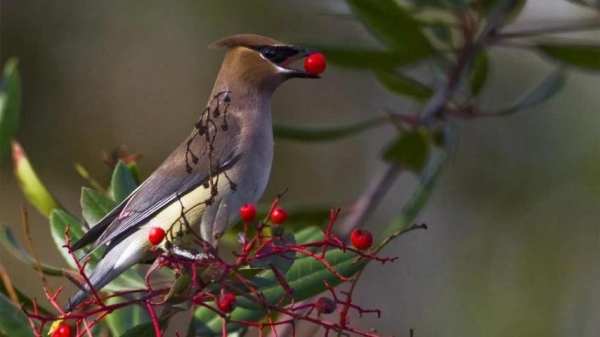 Birds Jigsaw Puzzle स्क्रीनशॉट 6