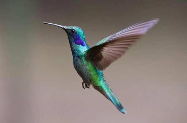 Birds Jigsaw Puzzle स्क्रीनशॉट 4