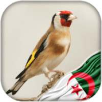 Chardonneret algerien dz on 9Apps