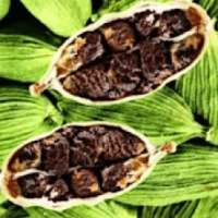 Cardamom【એલચી ના ફાયદાઓ】 on 9Apps