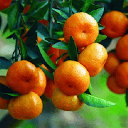 ikon Orange Cultivation and Farm