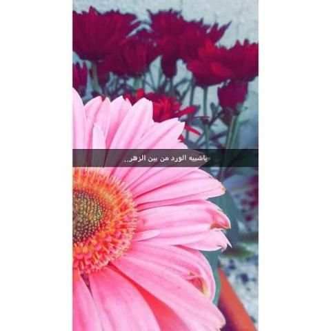 اقتباسات سنابيه و سنابات
‎ screenshot 4