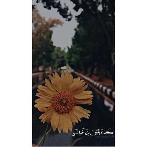 اقتباسات سنابيه و سنابات
‎ screenshot 6