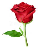 WAStickerApps - Flowers * Roses