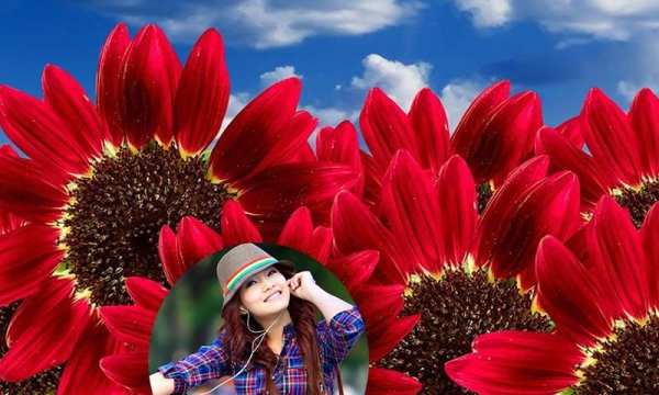 Sun Flower Photo Frame screenshot 3