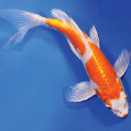 ikon Koi Fish Cultivation and Farm