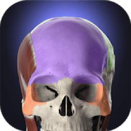 Anatomyka - Interactive 3D Human Anatomy