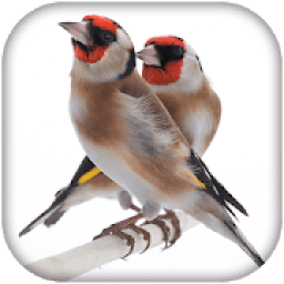 chardonneret chant gratuit आइकन