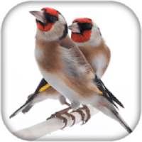 chardonneret chant gratuit