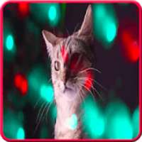 cat song - meow meow - offline on 9Apps