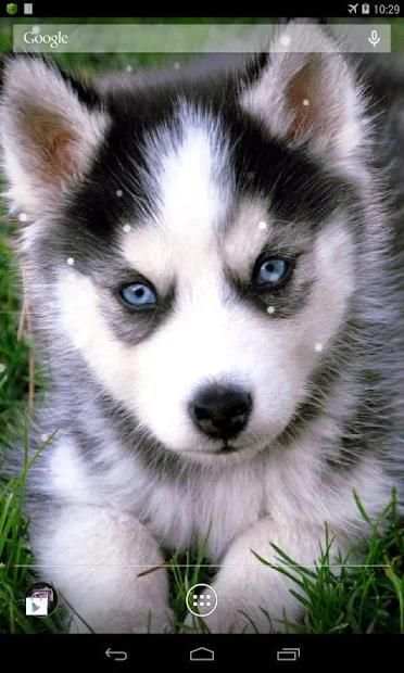 Husky Live Wallpaper screenshot 2