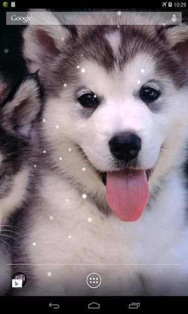 Husky Live Wallpaper screenshot 1