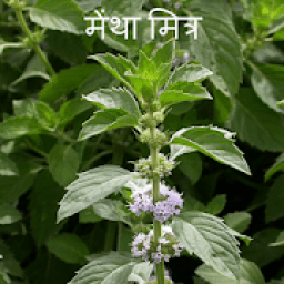 ikon Mentha Mitra