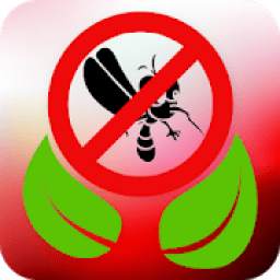 Home remedies for dengue in Hindi