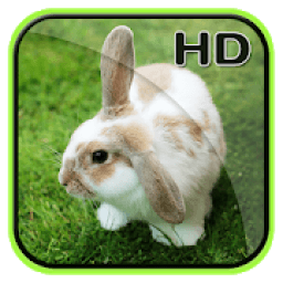 ikon Cute Animal APUS Live Wallpaper