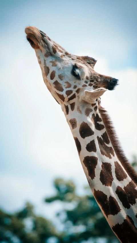 Cute Animal APUS Live Wallpaper screenshot 10