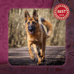 German Shepherd Dogs Wallpaper आइकन