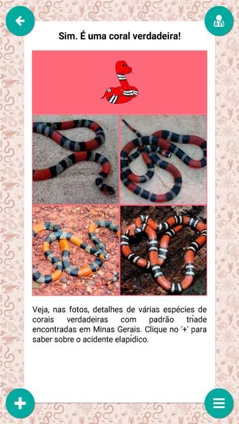 Serpentes de Minas Gerais screenshot 4