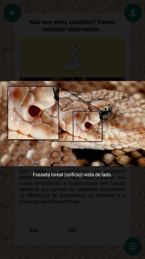 Serpentes de Minas Gerais screenshot 2