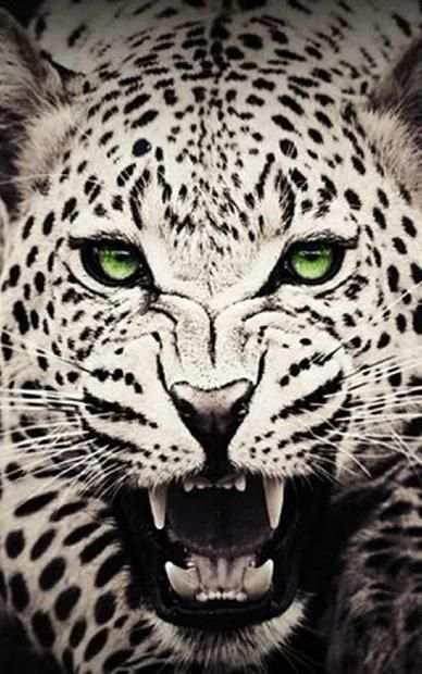 Wild Cats HD Wallpaper screenshot 1