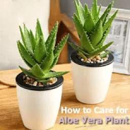 Care for Your Aloe Vera Plant