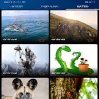 animals Wallpapers on 9Apps