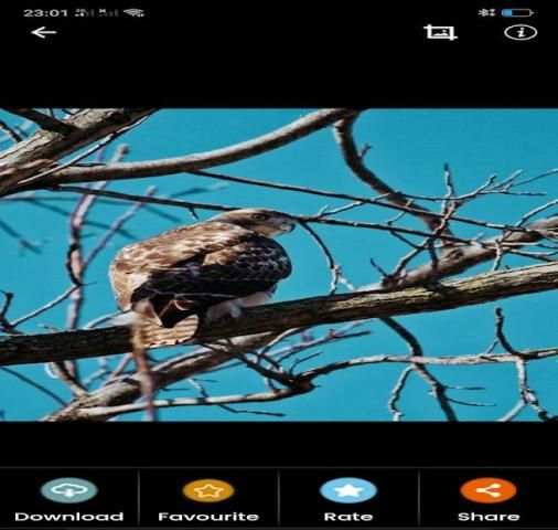animals Wallpapers screenshot 1