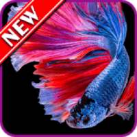 Betta Fish Wallpapers on 9Apps