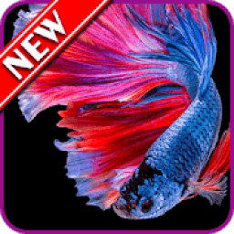 Betta Fish Wallpapers आइकन