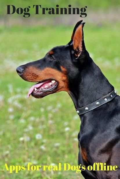 Dog Training Apps for real Dogs offline screenshot 1