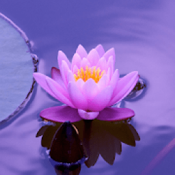 Beautiful Summer HD Wallpapers आइकन