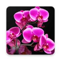 Orchid Wallpaper HD on 9Apps