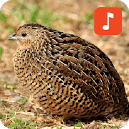 ikon Brown Quail Bird Sounds