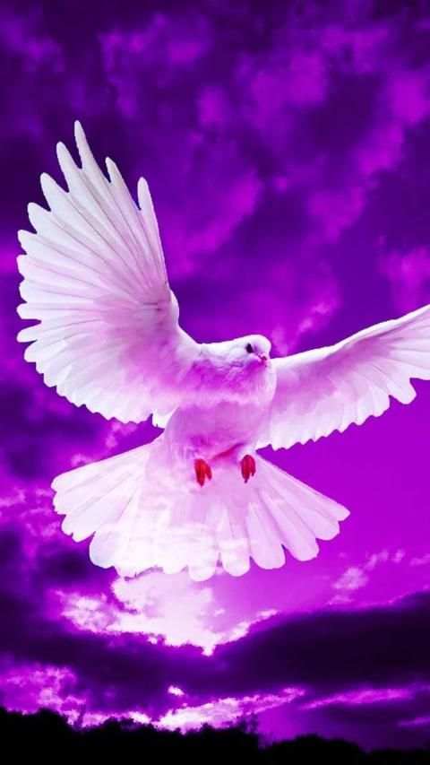 Pigeon Wallpaper screenshot 16