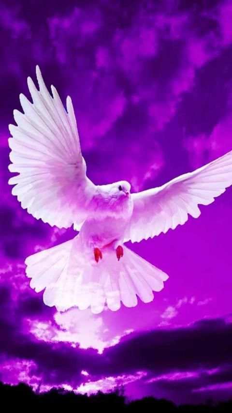 Pigeon Wallpaper screenshot 11