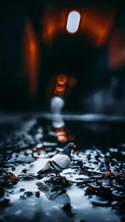 Pigeon Wallpaper screenshot 8