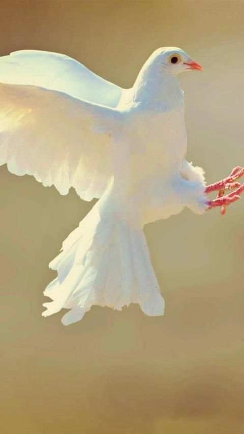 Pigeon Wallpaper screenshot 6