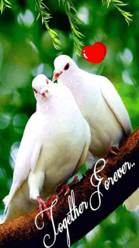 Pigeon Wallpaper screenshot 5