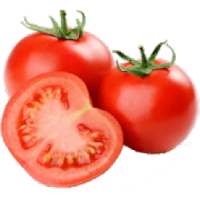Pests and Diseases of Tomato