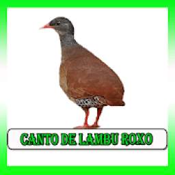 Canto De Lambu Pe Roxo 2.1