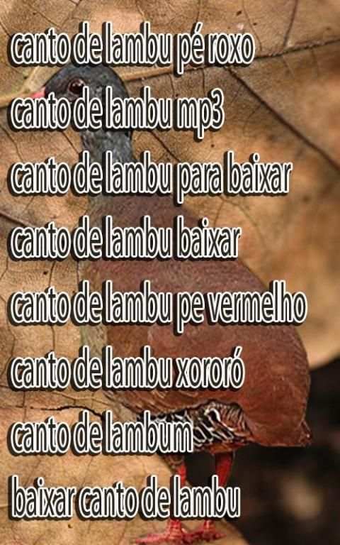 Canto De Lambu Pe Roxo screenshot 2
