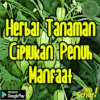 Herbal Tanaman Ciplukan Penuh Manfaat