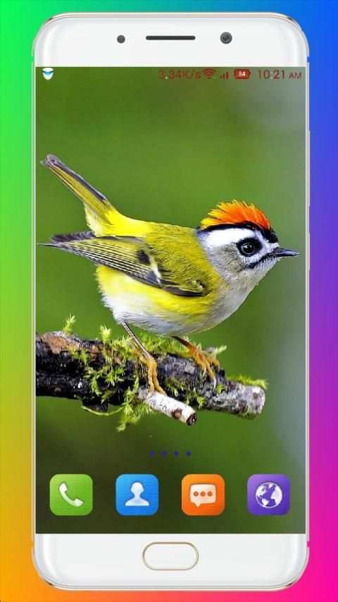 Bird Wallpaper HD स्क्रीनशॉट 21