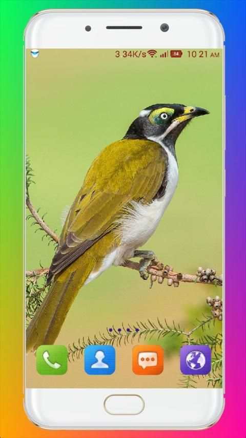 Bird Wallpaper HD स्क्रीनशॉट 30