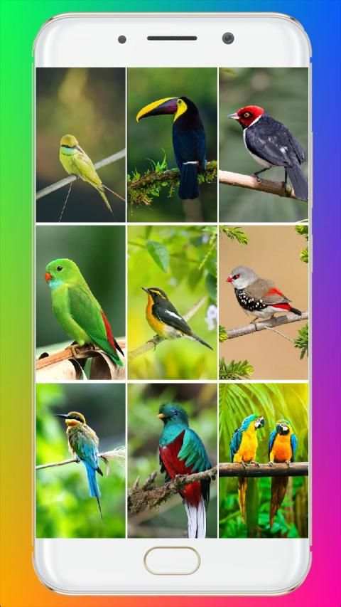 Bird Wallpaper HD स्क्रीनशॉट 1