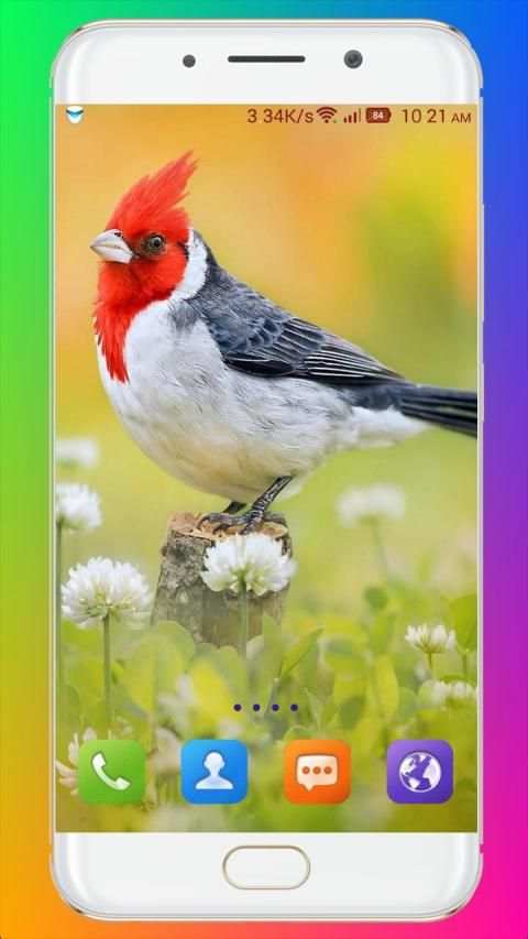 Bird Wallpaper HD स्क्रीनशॉट 6