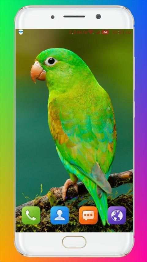 Bird Wallpaper HD स्क्रीनशॉट 12