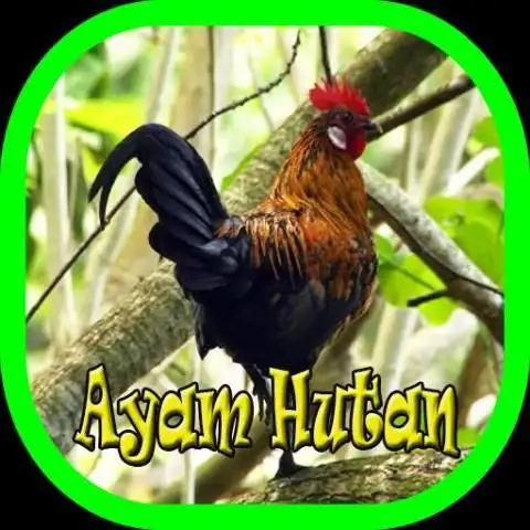 Suara Ayam Mp3 Offline التطبيقات على Google Play